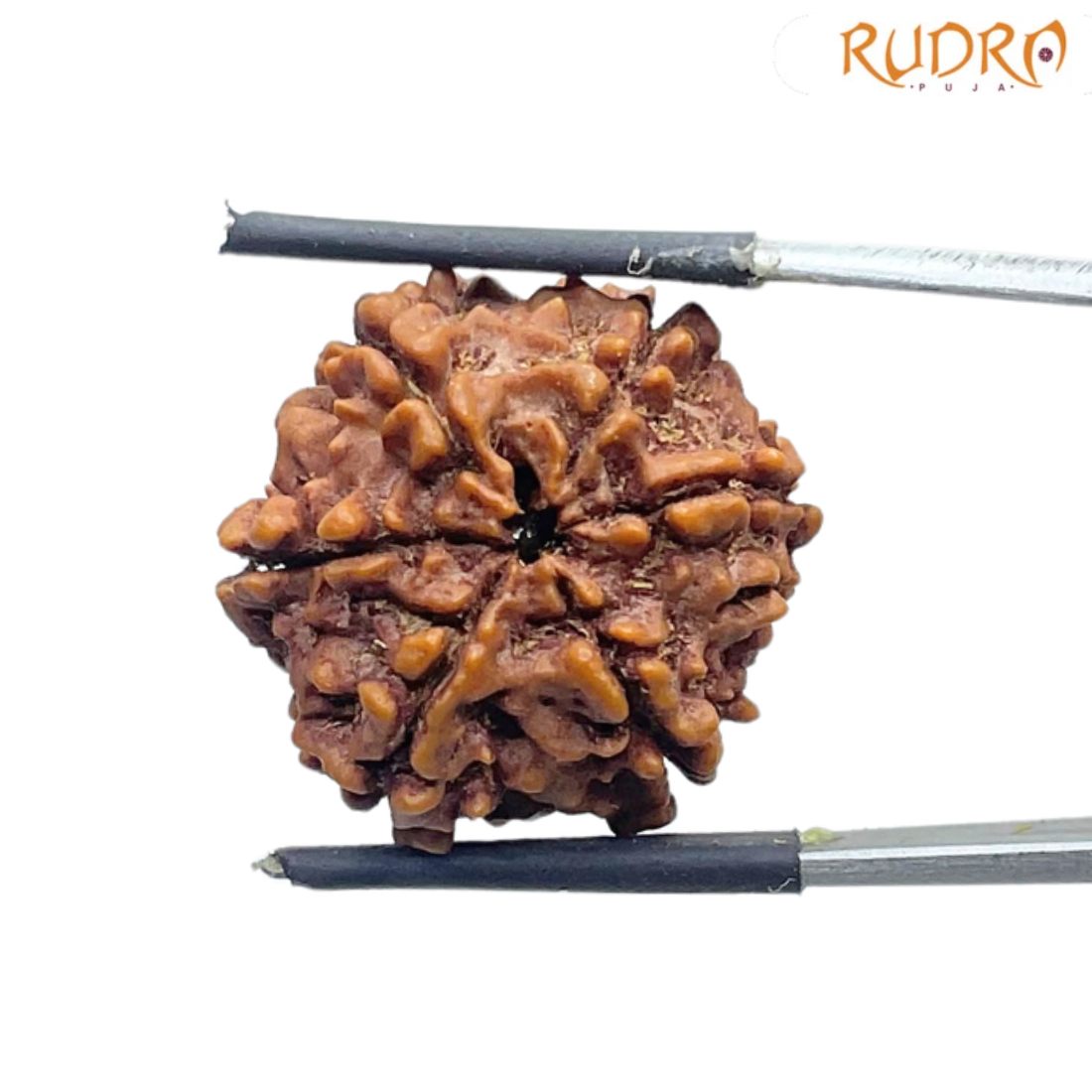 Collector 6 Mukhi Rudraksha Nepal ( 22.68 MM)