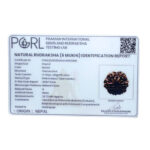 Collector-6-Mukhi-Rudraksha-Nepal-22.72-MM-X-Ray.jpg