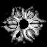 Collector-6-Mukhi-Rudraksha-Nepal-22.72-MM-X-Ray.jpg