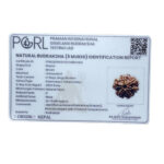 Collector 6 Mukhi Rudraksha Nepal (22.75 MM)