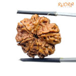 Collector 6 Mukhi Rudraksha Nepal (22.75 MM)