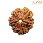 Collector 6 Mukhi Rudraksha Nepal (22.75 MM)