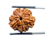 Collector 6 Mukhi Rudraksha Nepal (22.75 MM)