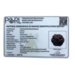 Collector 6 Mukhi Rudraksha Nepal (22.95 MM)