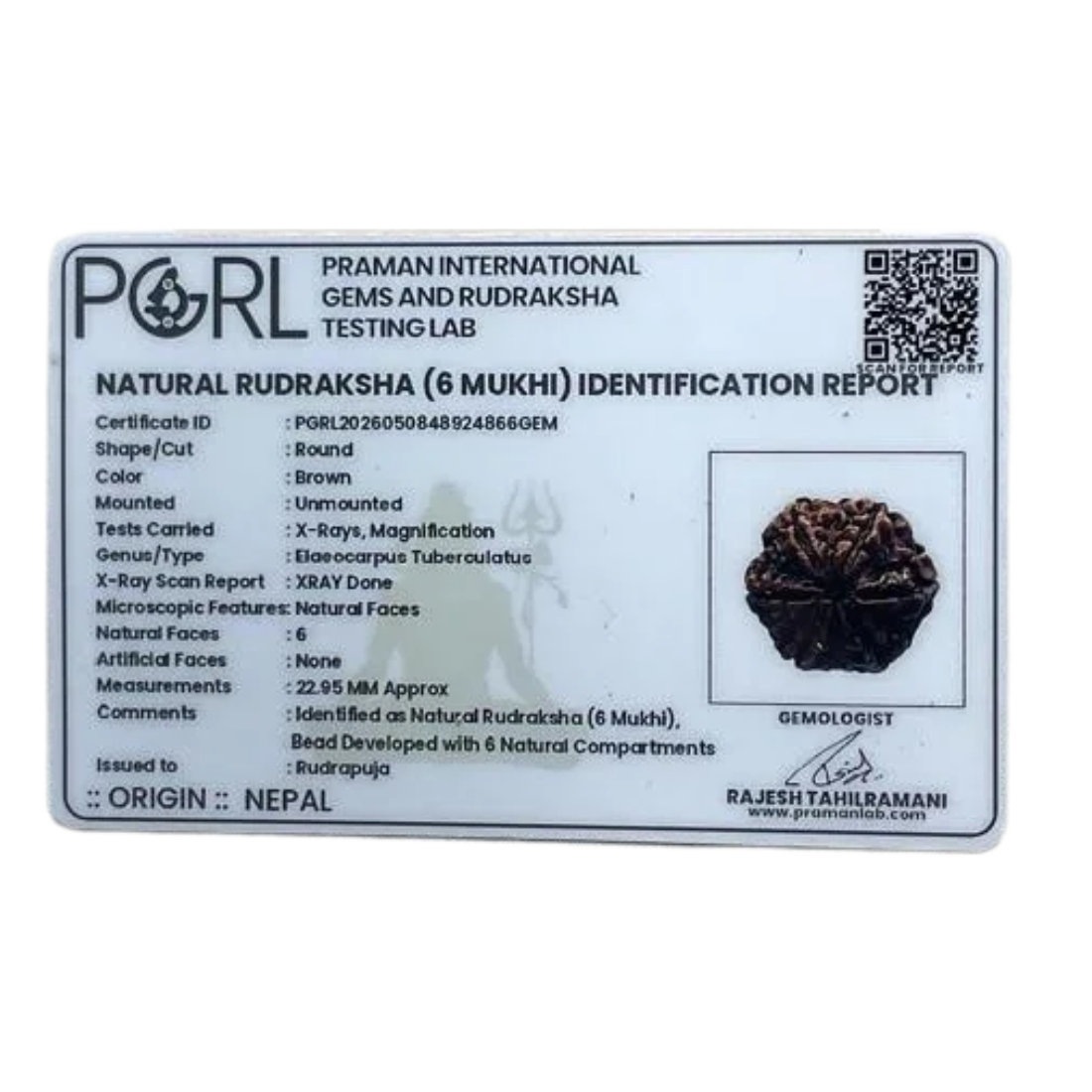 Collector 6 Mukhi Rudraksha Nepal (22.95 MM)