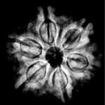 Collector 6 Mukhi Rudraksha Nepal (22.95 MM)