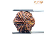 Collector 6 Mukhi Rudraksha Nepal (22.95 MM)