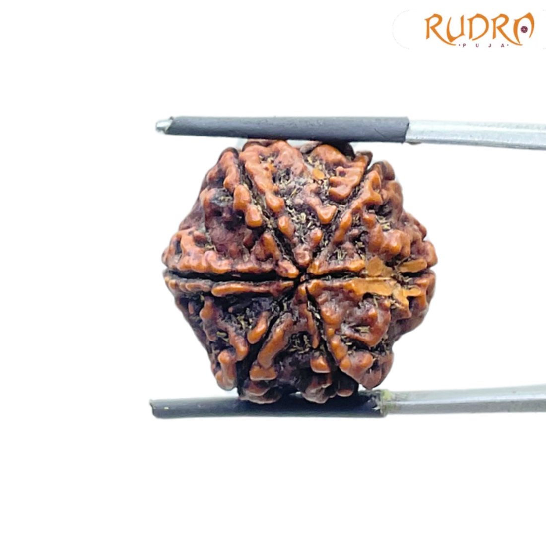 Collector 6 Mukhi Rudraksha Nepal (22.95 MM)