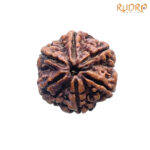5 Mukhi Rudraksha Nepal - (19.22 MM)