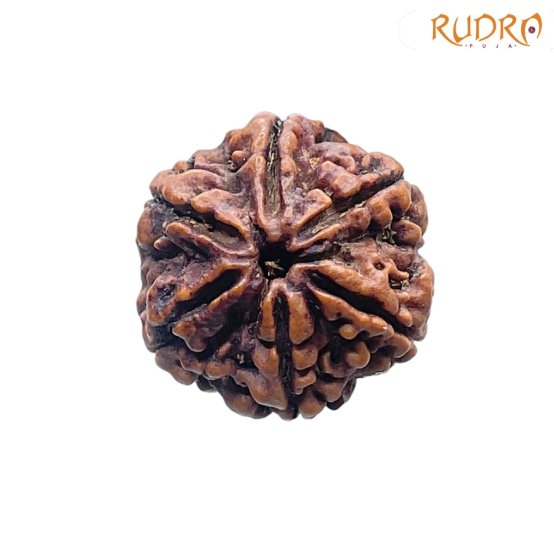5 Mukhi Rudraksha Nepal - (19.22 MM)