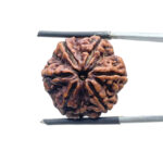 Collector 6 Mukhi Rudraksha Nepal (22.95 MM)