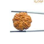 Collector-6-Mukhi-Rudraksha-Nepal-23.00-MM
