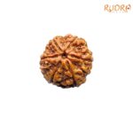 Collector-6-Mukhi-Rudraksha-Nepal-23.00-MM