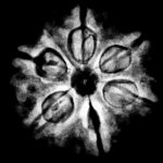 Collector 6 Mukhi Rudraksha Nepal (23.00 MM)