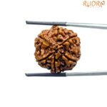 Collector-6-Mukhi-Rudraksha-Nepal-23.13-Mm-Bp-C.jpg