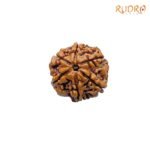 Collector-6-Mukhi-Rudraksha-Nepal-23.13-MM-