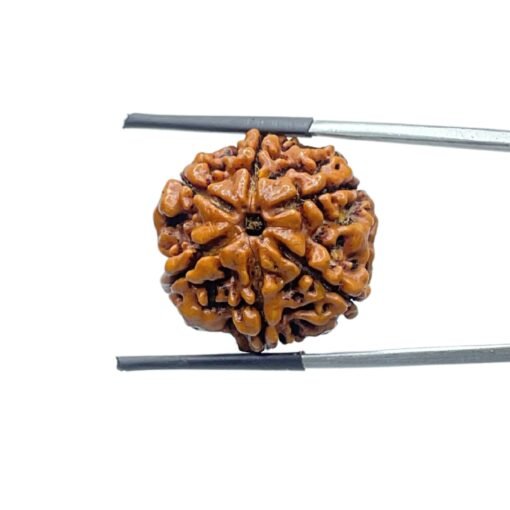 Collector-6-Mukhi-Rudraksha-Nepal-23.13-Mm-