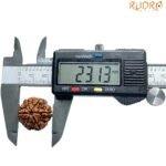 Collector-6-Mukhi-Rudraksha-Nepal-23.13-Mm-Op-C.jpg