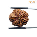 Collector 6 Mukhi Rudraksha Nepal (23.18 MM)