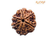 Collector 6 Mukhi Rudraksha Nepal (23.18 MM)