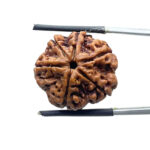Collector 6 Mukhi Rudraksha Nepal (23.18 MM)