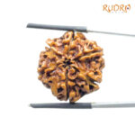 Collector 6 Mukhi Rudraksha Nepal (23.20 MM)