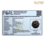 Collector 6 Mukhi Rudraksha Nepal (23.20 MM)