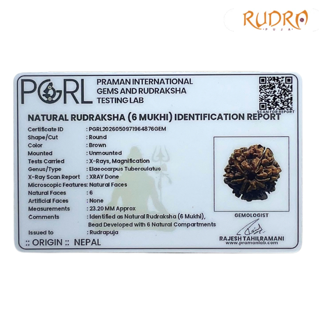 Collector 6 Mukhi Rudraksha Nepal (23.20 MM)