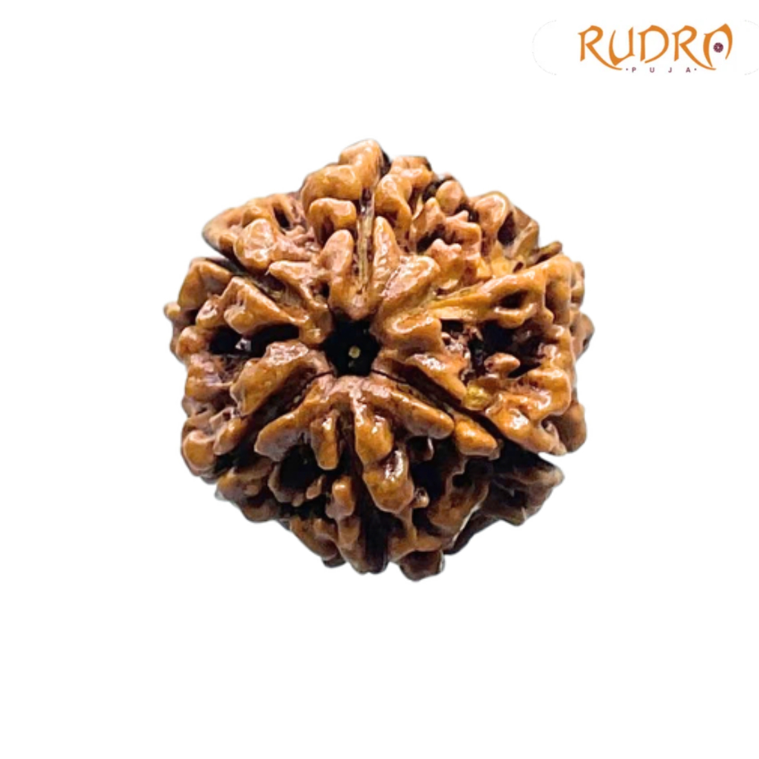 Collector 6 Mukhi Rudraksha Nepal (23.20 MM)