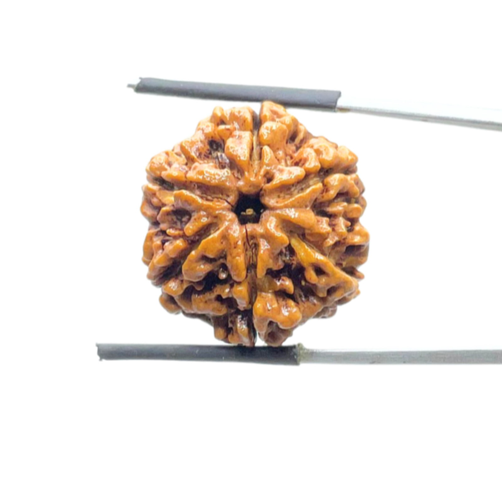 Collector 6 Mukhi Rudraksha Nepal (23.20 MM)