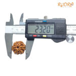 Collector 6 Mukhi Rudraksha Nepal (23.20 MM)