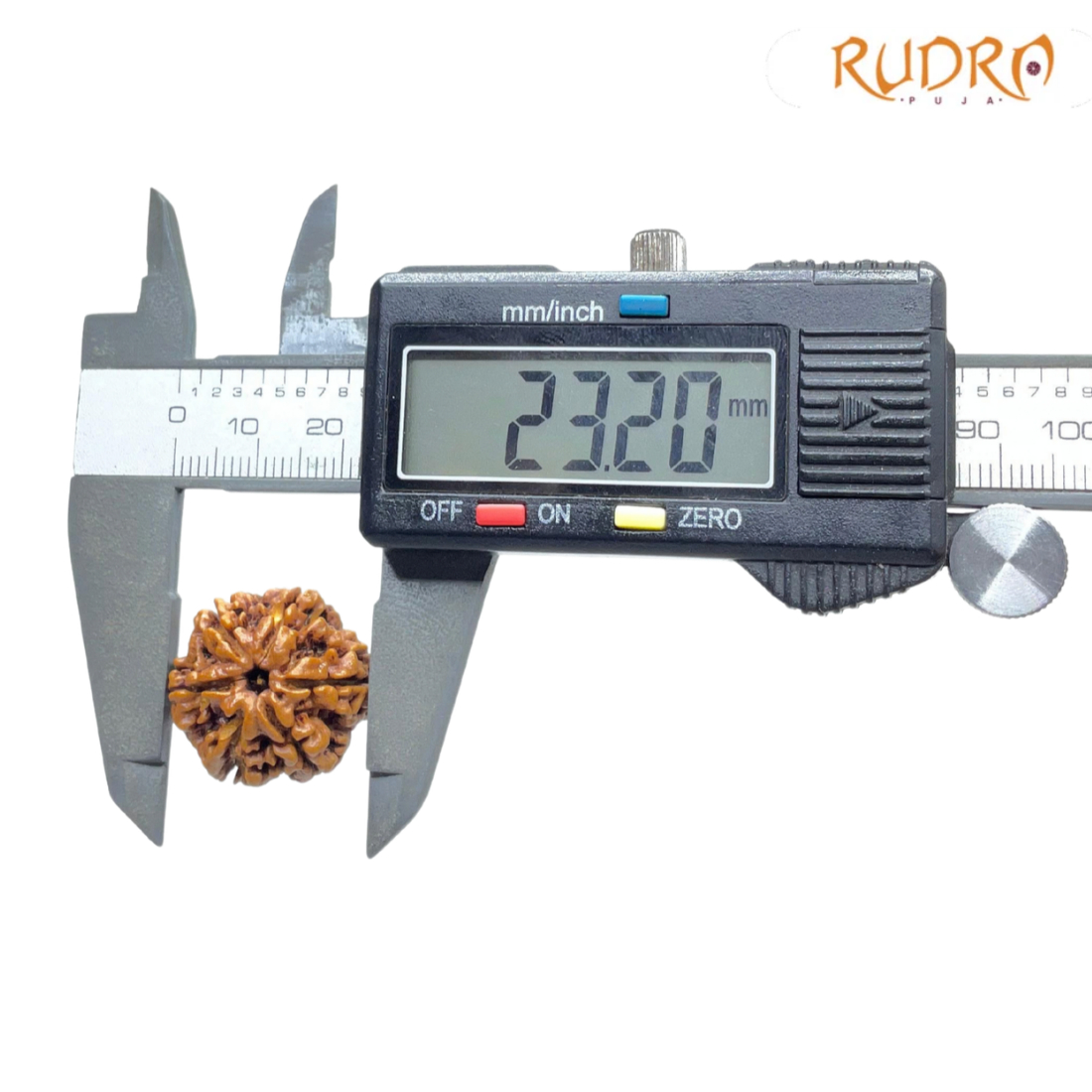 Collector 6 Mukhi Rudraksha Nepal (23.20 MM)
