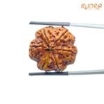 Collector-6-Mukhi-Rudraksha-Nepal-23.21-Mm-Bp-C.jpg