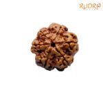 Collector-6-Mukhi-Rudraksha-Nepal-23.21-MM-FP-C.jpg