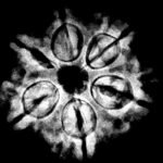 Collector 6 Mukhi Rudraksha Nepal ( 23.21 Mm)