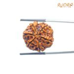 Collector 6 Mukhi Rudraksha Nepal (23.31Mm) 7 Collector-6-Mukhi-Rudraksha-Nepal-23.31Mm