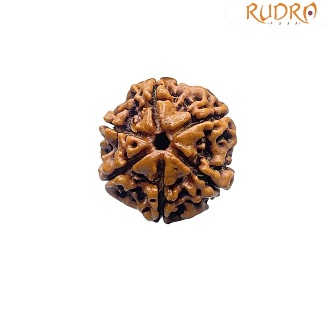 Collector 6 Mukhi Rudraksha Nepal (23.31Mm) 2 Collector-6-Mukhi-Rudraksha-Nepal-23.31Mm