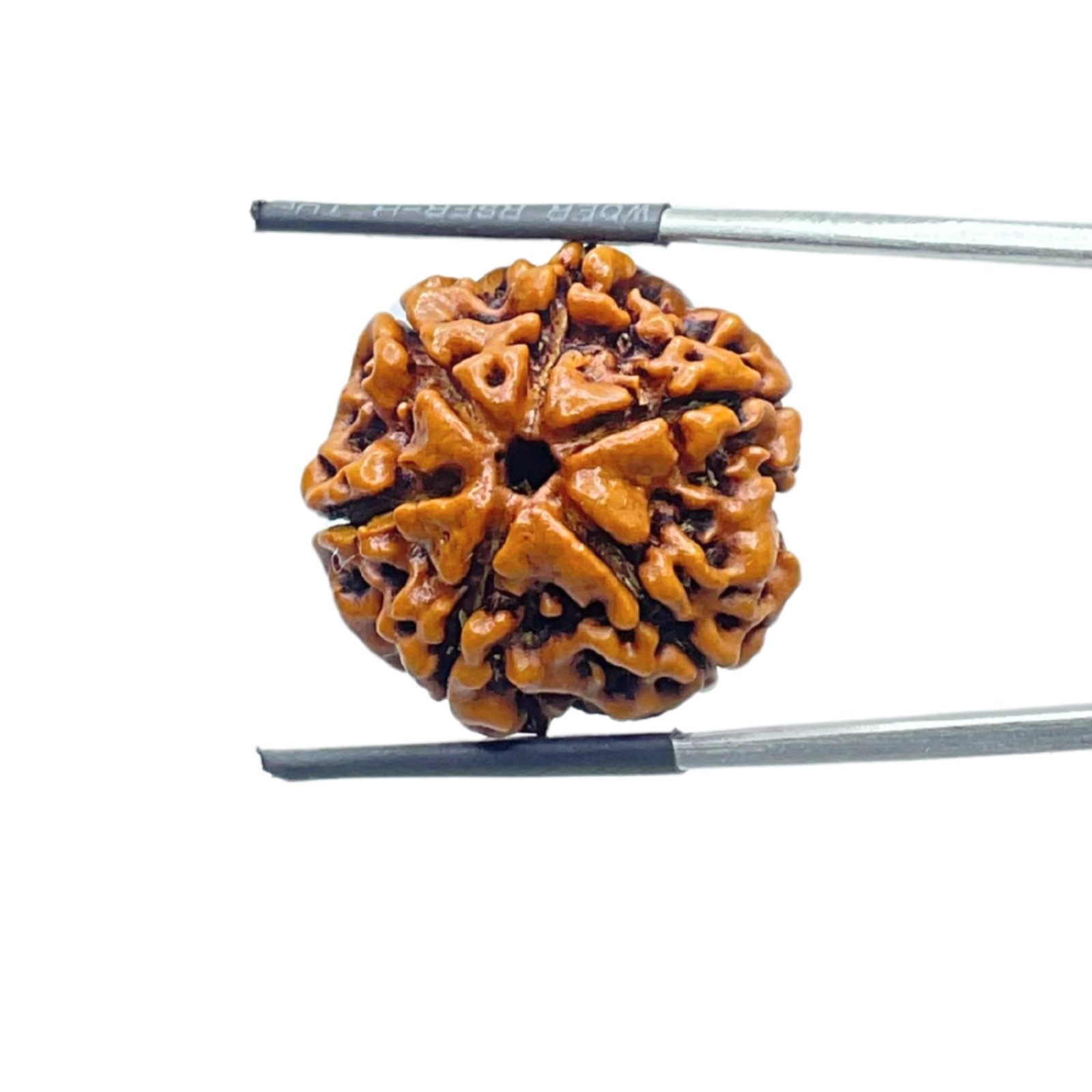 Collector 6 Mukhi Rudraksha Nepal (23.31Mm) 1 Collector-6-Mukhi-Rudraksha-Nepal-23.31Mm