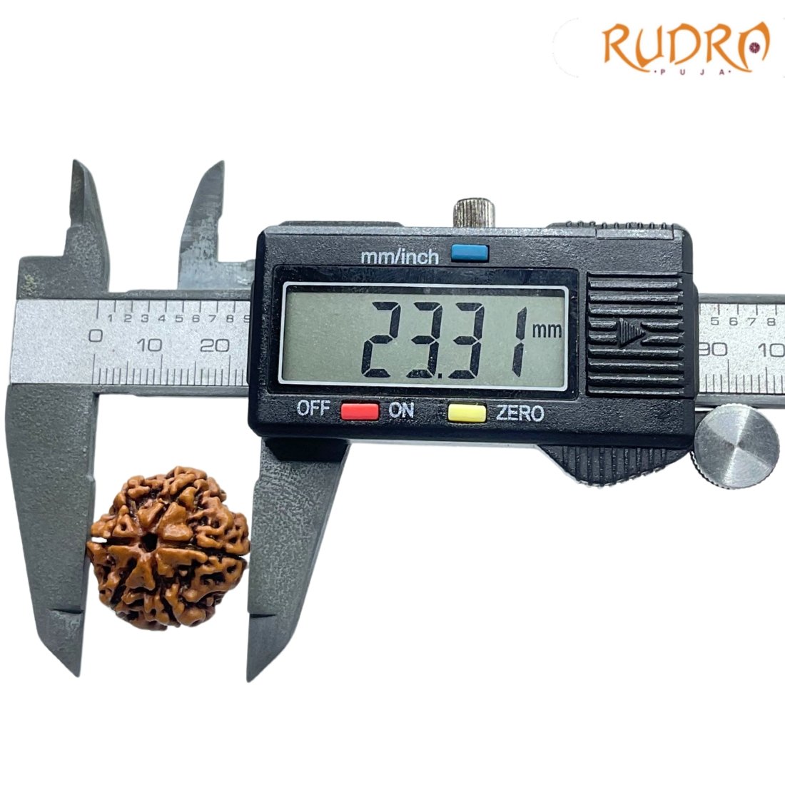 Collector 6 Mukhi Rudraksha Nepal (23.31Mm) 4 Collector-6-Mukhi-Rudraksha-Nepal-23.31Mm