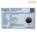 Collector 6 Mukhi Rudraksha Nepal (23.38 MM)
