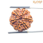 Collector 6 Mukhi Rudraksha Nepal (23.38 MM)