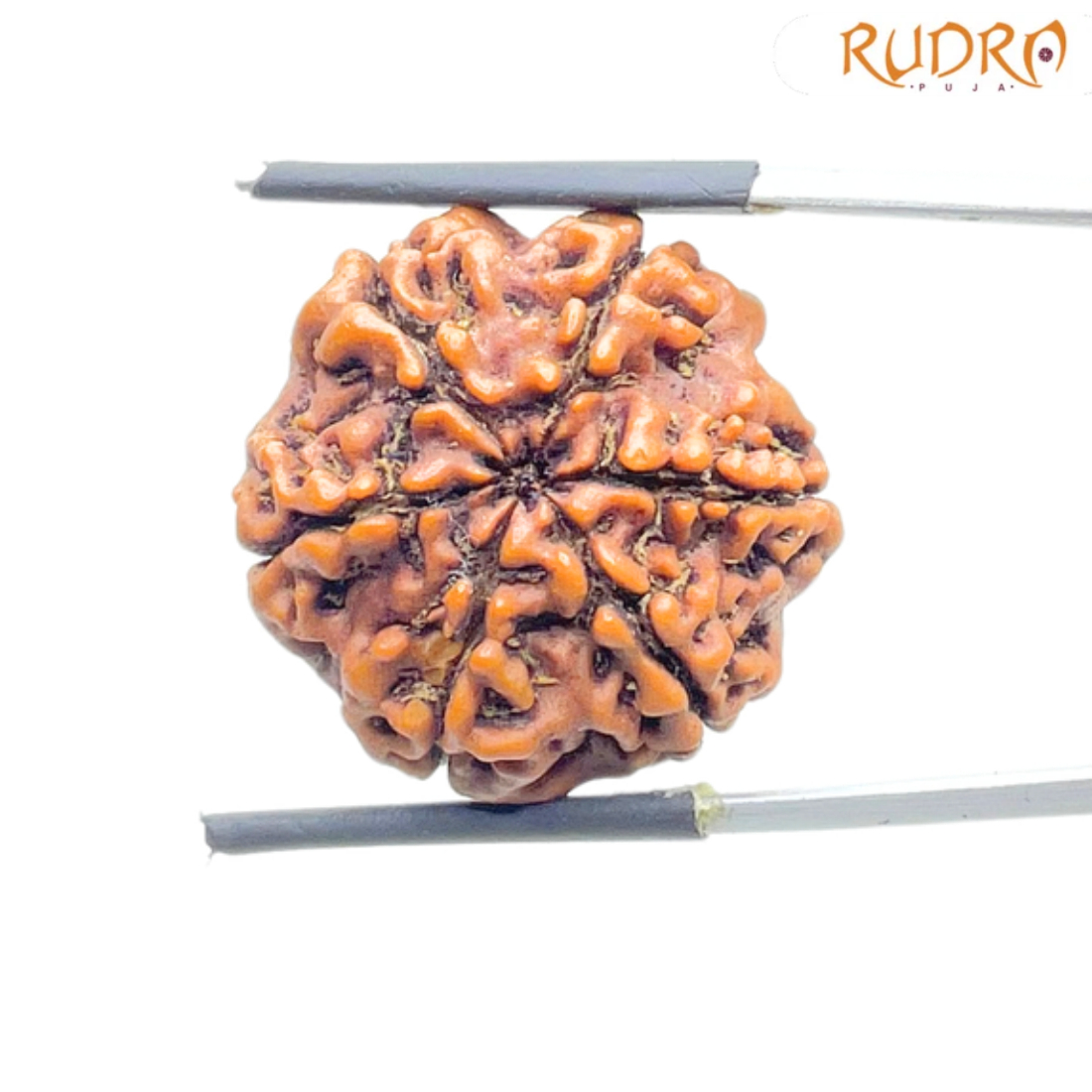 Collector 6 Mukhi Rudraksha Nepal (23.38 MM)