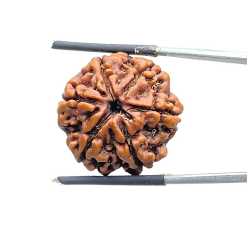Collector 6 Mukhi Rudraksha Nepal (23.38 MM)