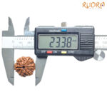 Collector 6 Mukhi Rudraksha Nepal (23.38 MM)