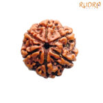 Collector 6 Mukhi Rudraksha Nepal (23.38 MM)