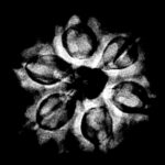 Collector 6 Mukhi Rudraksha Nepal - (23.75MM)