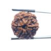 Collector 6 Mukhi Rudraksha Nepal - (23.75MM)