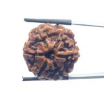 Collector 6 Mukhi Rudraksha Nepal - (23.75MM)