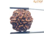 Collector 6 Mukhi Rudraksha Nepal - (23.75MM)