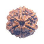 Collector 6 Mukhi Rudraksha Nepal - (23.75MM)
